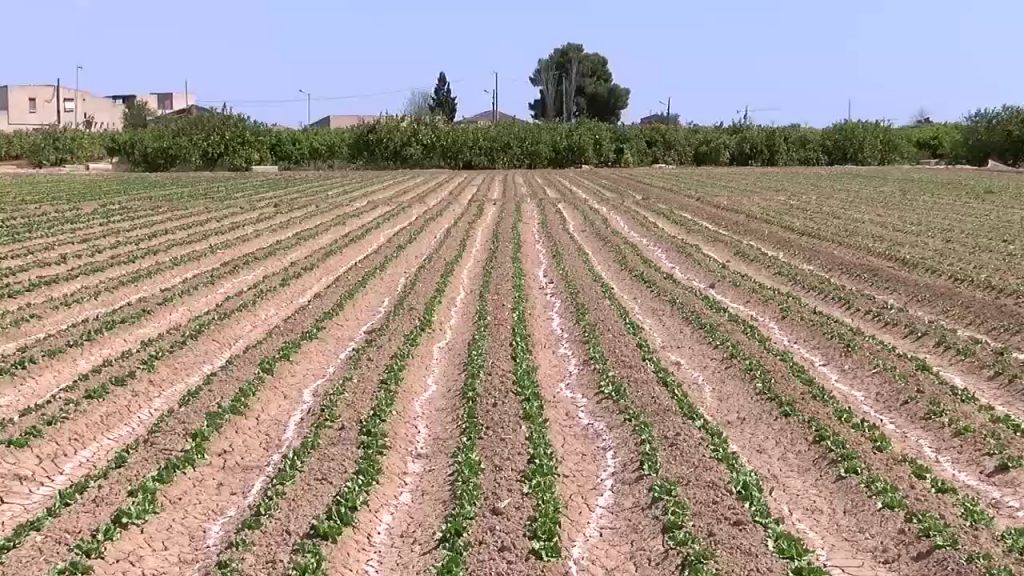 Comunidades De Regantes De La Vega Baja Piden A La Chs Que Se Controlen