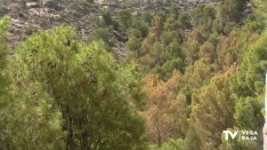 El Ayuntamiento de Callosa de Segura toma medidas para frenar plagas en la pinada de la sierra