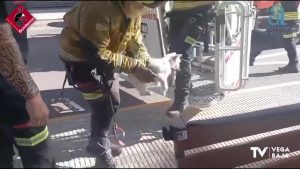 Los bomberos rescatan a un gato atrapado en lo alto de un árbol en Bigastro