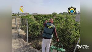 Detenidos dos hombres tras intentar robar 250 kg de cítricos en Rojales
