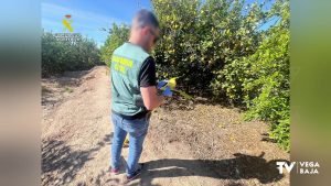 Cae una red de estafas en la compra venta de limones en la Vega Baja y el Alto Vinalopó