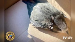 Rescatan un ave herido en Almoradí