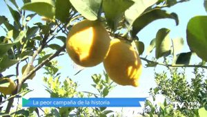 Los agricultores de limón cierran la peor campaña de su historia